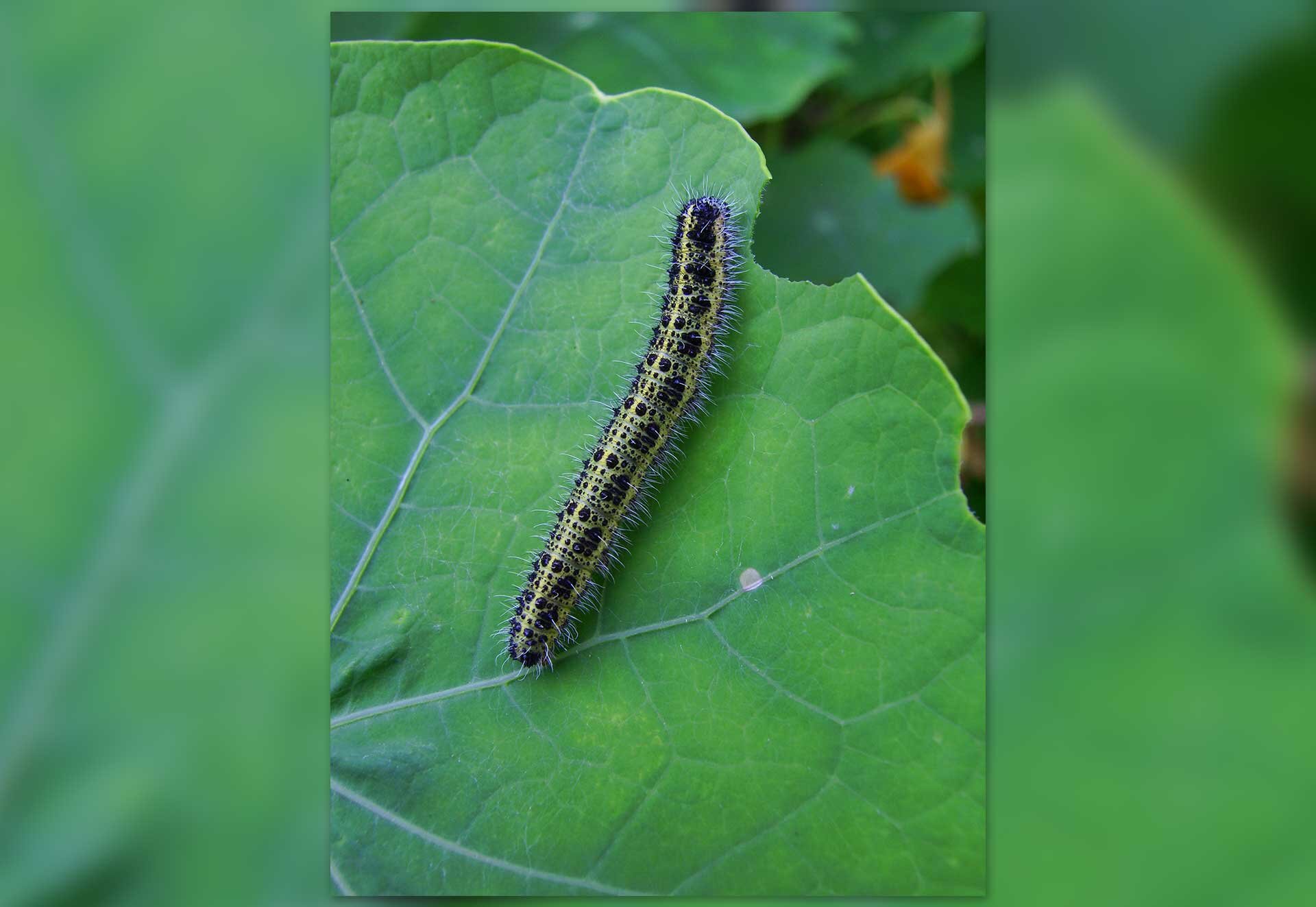 Larwa bielinka kapustnika na liściu kapusty. Larwa jest szarozielona z drobnymi ciemnymi plamami na całym ciele. Wzdłuż boków biegnie cienka żółta linia, nad nią w regularnych odstępach wieksze czarne koliste plamy. Na dolnej stronie ciała widać gęste krótkie szczecinki. Liść kapusty, na którym siedzi larwa, jest częściowo zjedzony przez larwę.