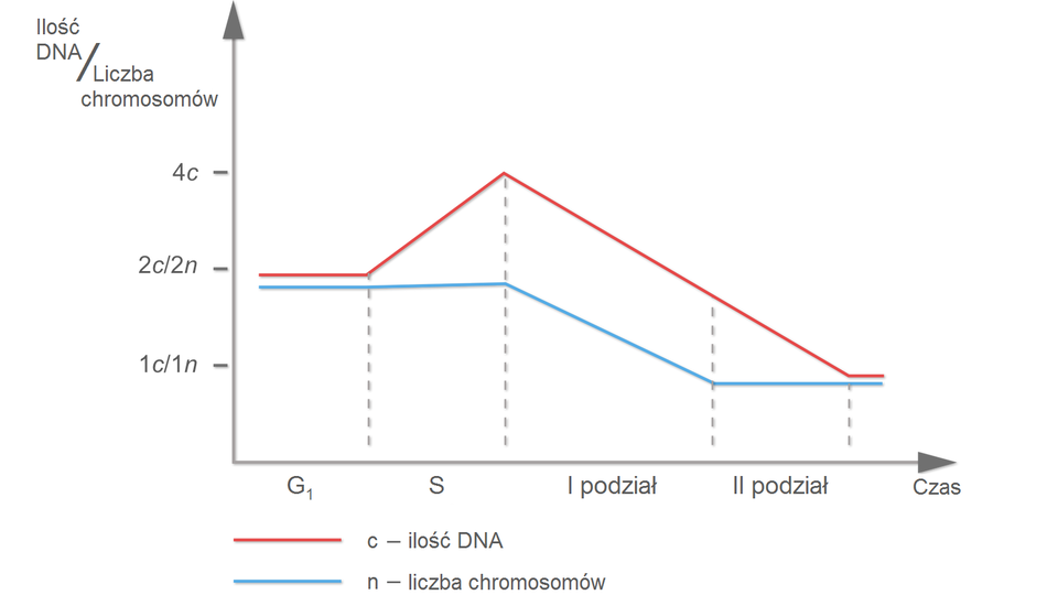 Wykres przedstawia ilość DNA i rozdział chromosomów w czasie podziału mejotycznego. Rozdział ilości DNA wyznacza czerwona krzywa a liczbę chromosomów krzywa niebieska. Pomiędzy interfazą S a I podziałem mejotycznym dochodzi do podwojenia ilości materiału genetycznego.