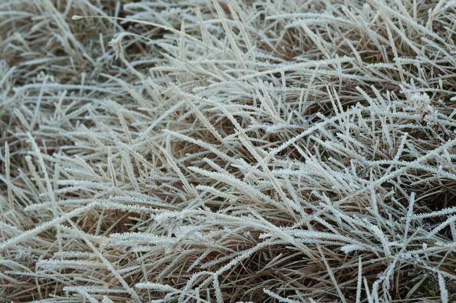 Fotografia barwna przedstawiająca szron - osad atmosferyczny tworzący kryształki lodu w postaci igiełek, piór, wachlarzy, powstający bezpośrednio na glebie, roślinach i przedmiotach w procesie resublimacji wody z pary wodnej.