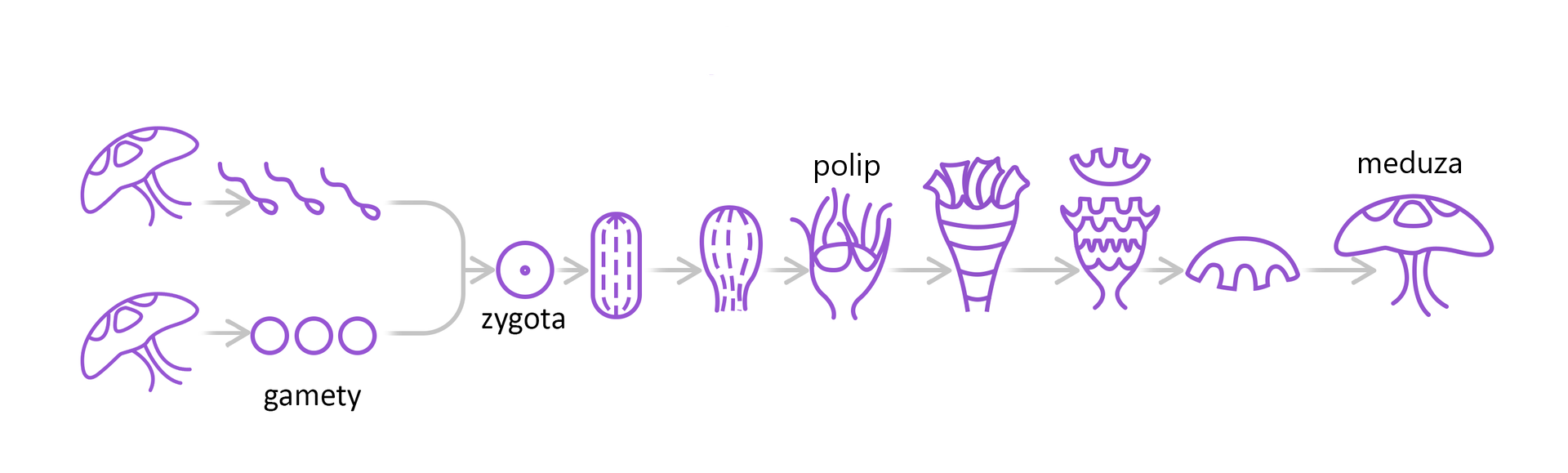 Schemat przedstawia cykl życiowy krążkopławów. Dwie meduzy wytwarzają gamety, które łączą się ze sobą i powstaje zygota, a z niej polip. Po czasie od polipa odrywają się poprzeczne krążki, które przekształcają w meduzy.