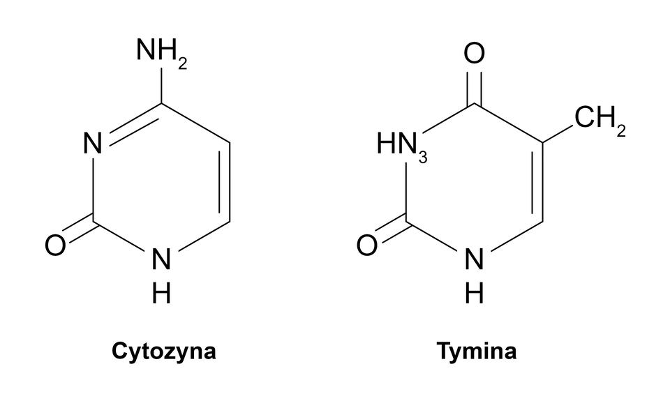 Grafika przedstawia parę zasad azotowych – cytozynę oraz tyminę. Oba związki zbudowane są z pojedynczego pierścienia węglowo‑azotowego. Po lewej stronie znajduje się cząsteczka cytozyny. Ma ona kształt sześciokąta, przypominającego pierścień. Ten pierścień to struktura pirymidynowa, utworzona z atomów węgla i azotu, ułożonych naprzemiennie. Na jednym z rogów sześciokąta znajduje się grupa aminowa, czyli dwa połączone atomy wodoru z azotem. Po przeciwnej stronie pierścienia znajduje się atom tlenu, tworzący tzw. grupę karbonylową. Po prawej stronie ilustracji jest cząsteczka tyminy. Również ma kształt sześciokąta, identycznego pod względem podstawowej struktury z cytozyną – to także pierścień pirymidynowy. Jednak w odróżnieniu od cytozyny, zamiast grupy aminowej, tymina ma dodatkową grupę metylową, czyli pojedynczy atom węgla z trzema atomami wodoru. Znajduje się ona na jednym z rogów sześciokąta. Podobnie jak cytozyna, tymina ma grupę karbonylową, ale tutaj występują dwie takie grupy, rozmieszczone symetrycznie po przeciwnych stronach pierścienia.