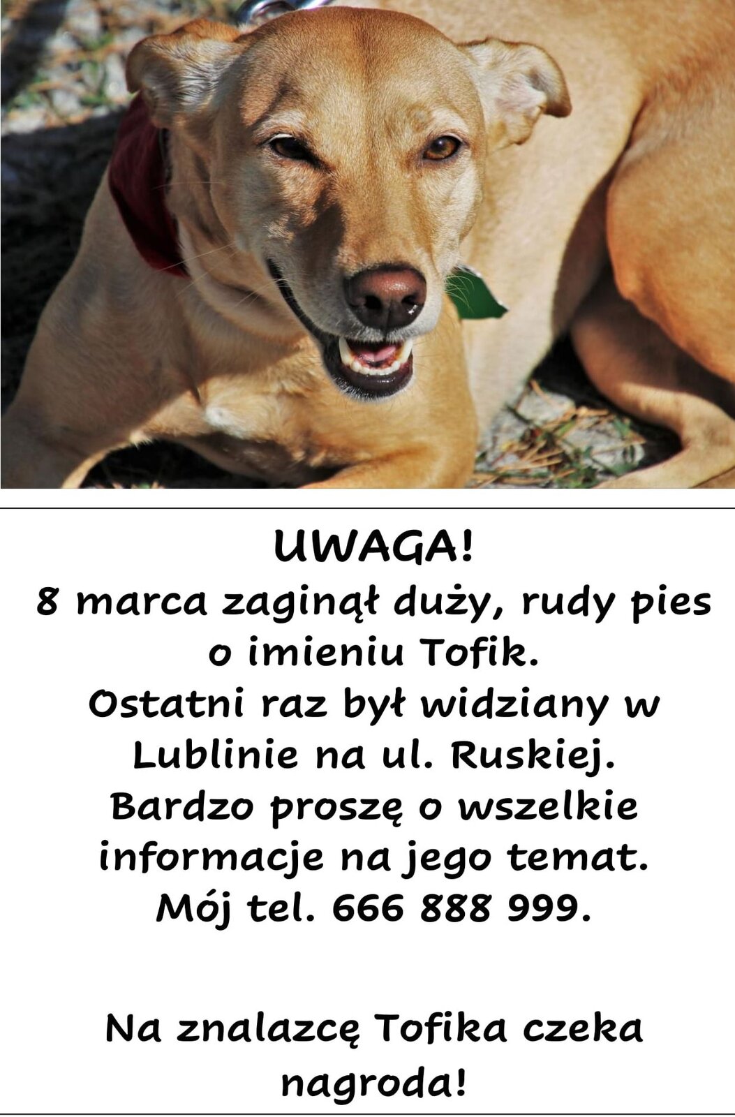 Ulotka z ogłoszeniem. Górną połowę kartki zajmuje zdjęcie leżącego rudego psa z otwartym pyskiem. Pod zdjęciem psa treść ogłoszenia: UWAGA! 8 marca zaginął duży, rudy pies o imieniu Tofik. Ostatni raz był widziany w Lublinie na ul. Ruskiej. Bardzo proszę o wszelkie informacje na jego temat. Mój tel. 666 888 999. Na znalazcę Tofika czeka nagroda!