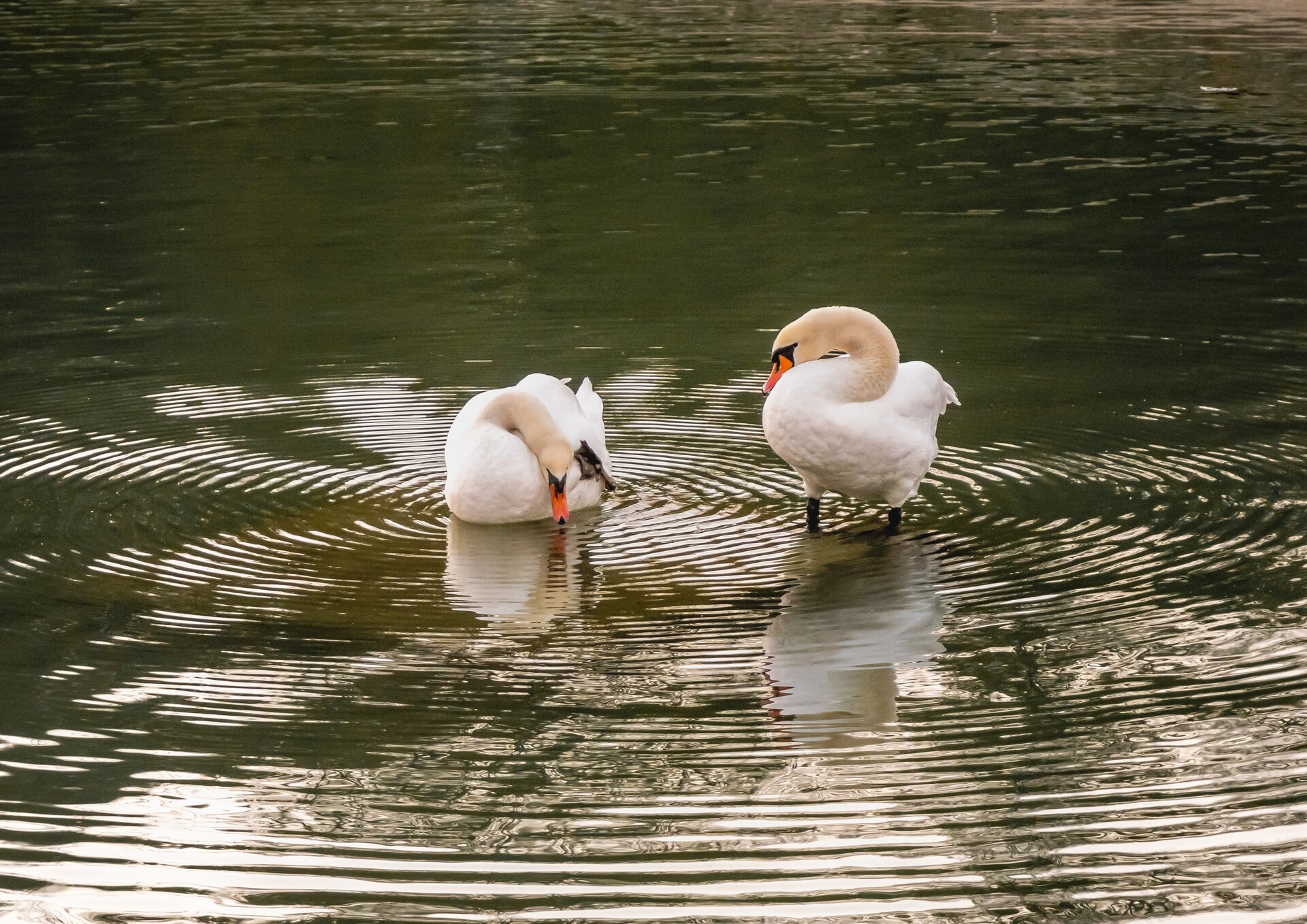 Zdjęcie przedstawia dwa łabędzie. Ptaki stojące na dwóch, czarnych nogach w wodzie, trzymające białe skrzydła przy sobie, wzdłuż białego tułowia, mają pomarańczowe dzioby do których prowadzi biała szyja.
