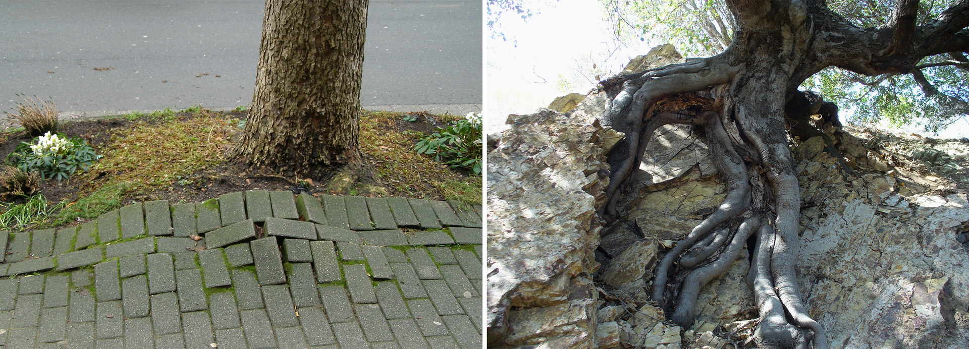 Dwa zdjęcia przedstawiające korzenie rozsadzające podłoże. Na pierwszej fotografii widoczna jest podważona szara, prostokątna kostka burkowa, obok której, na niewielkim poboczu przy szarej drodze, rośnie nieduże drzewo. Na drugiej fotografii widoczne jest szerokie, ciemno‑brązowe drzewo z korzeniami na wierzchu szarych, nieregularnych skał.