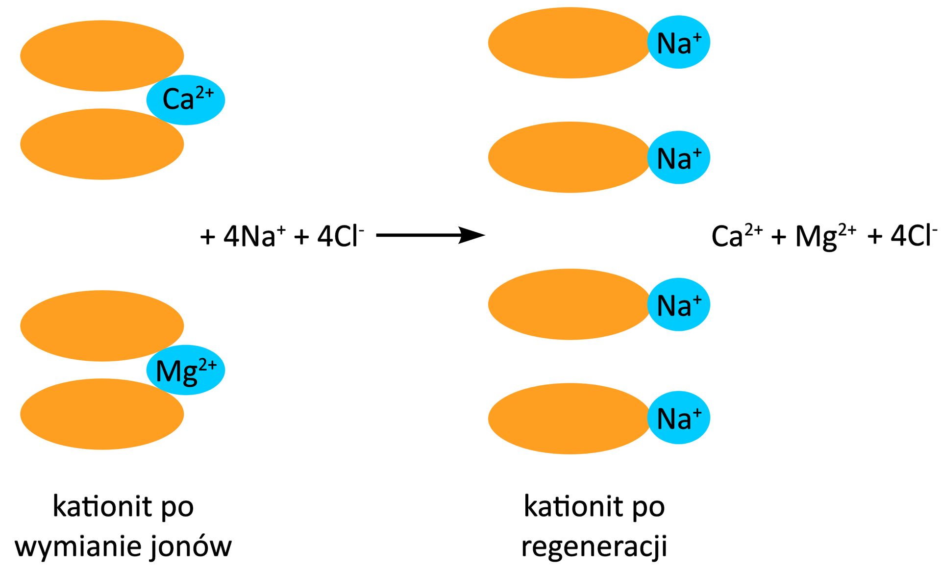 Ilustracja przedstawia schemat regeneracji kationitu. Dwie cząsteczki kationitu po wymianie jonów. Pierwsza zbudowana z dwóch pomarańczowych elips reprezentujących dalsze fragmenty struktury. Do obu przylega niebieska kulka odpowiadająca dwuwartościowemu kationowi wapnia Ca2+. Druga cząsteczka kationitu składa się z dwóch pomarańczowych elips reprezentujących dalsze fragmenty struktury niebieskiej kulki odpowiadającej dwuwartościowemu kationowi magnezu Mg2+. Kulka ta przylega do obu wspomnianych elips. Strzałka w prawo, za strzałką cztery cząsteczki kationitu po regeneracji. Każda składa się z czerwonej elipsy reprezentującej dalszy fragment struktury oraz niebieskiej kulki symbolizującej kation sodowy Na+. Dodać kation wapnia Ca2+, dodać kation magnezu Mg2+, dodać cztery aniony chlorkowe Cl-.