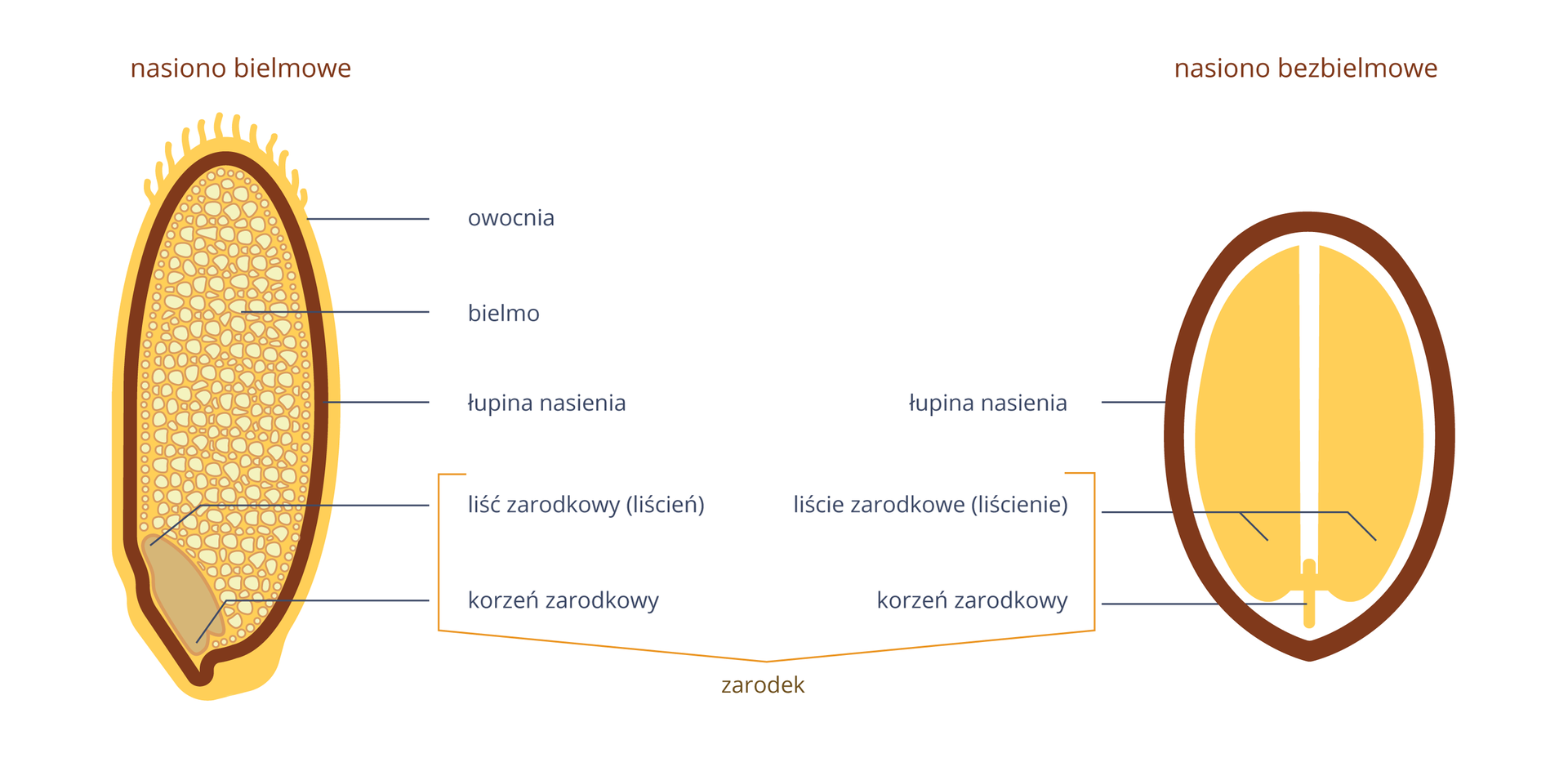Ilustracja przedstawia dwa żółtobrązowe nasiona . Z lewej nasiono bielmowe, wypełnione jasnymi ziarnistościami. Z prawej nasiono bezbielmowe. Odpowiadające sobie części obu nasion zostały wskazane i podpisane. Osobno podpisano części różne.