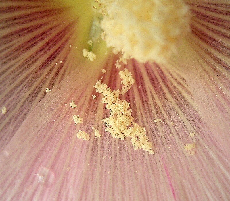 Grafika przedstawia wnętrze różowego kwiatu malwy. W środku znajduje się żółty słupek oraz żółty pyłek. Widoczne są również pojedyncze krople wody. 