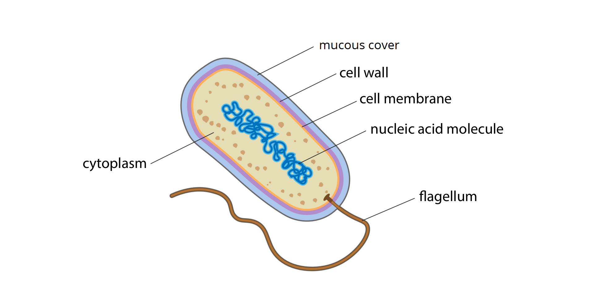 Ilustracja przedstawia komórkę bakterii, która ma owalny kształt i brązowy ogonek czyli wić, flagellum. Części komórki bakterii oznaczono różnymi kolorami. Od zewnątrz błękitna otoczka śluzowa, mucous over, pod nią liliowa ściana komórkowa, cell wall i pomarańczowa błona komórkowa, cell membrane. Cytoplazmę, cytoplasm we wnętrzu komórki ukazano w kolorze beżowym z ciemniejszymi grudkami. W środku komórki przedstawiono cząsteczkę kwasu nukleinowego, nucleic acid molecule w postaci splątanej nici w kolorze niebieskim. 