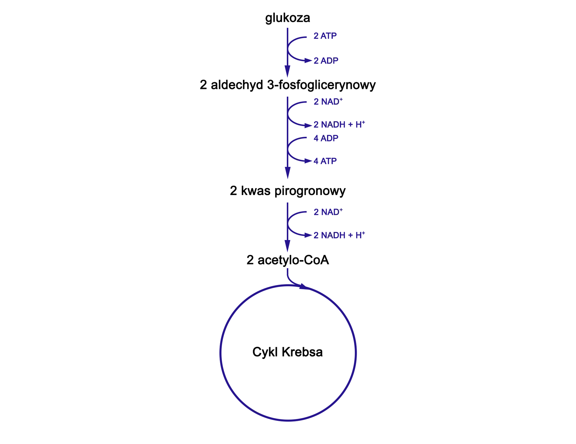 Grafika przedstawia przebieg dwóch pierwszych etapów oddychania komórkowego. Glukoza zostaje przekształcona do dwóch cząsteczek aldehydu 3‑fosfoglicerynowego. Następnie cząsteczki aldehydu zostają przekształcone do dwóch cząsteczek kwasu pirogronowego. Cząsteczki kwasu pirogronowego zostają przekształcone do dwóch cząsteczek acetylo koenzymu A. W wyniku tego z dwóch cząsteczek NAD+ powstają dwie cząsteczki NADH +H+. Acetylo koenzym A bierze następnie udział w cyklu Krebsa.