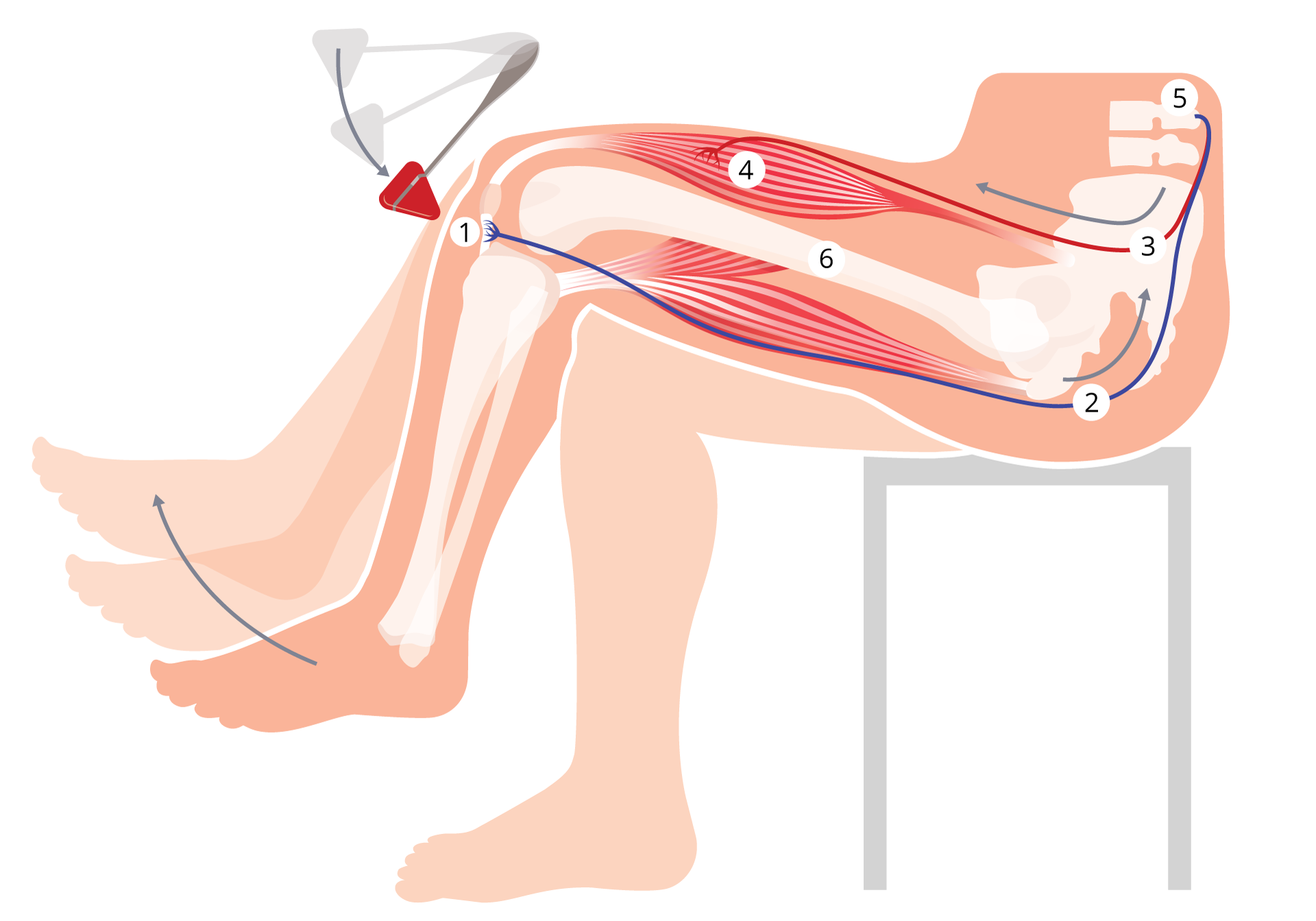 Odruch kolanowy jest reakcją na uderzenie młoteczkiem w kolano u spodu rzepki i powoduje gwałtowne wyprostowanie nogi. Na schemacie przedstawiono drogę impulsu nerwowego w odruchu kolanowym.