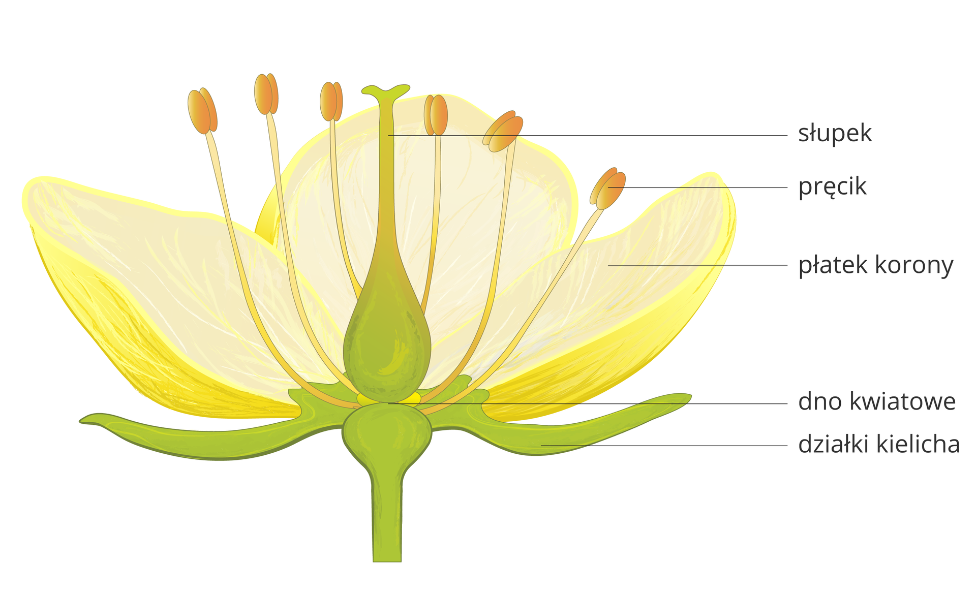 Rysunek ukazuje budowę kwiatu. Kwiat osadzony jest na łodydze. Łodyga ma na szczycie zgrubienie – to dno kwiatowe. Z niego wyrastają na boki zielone odgałęzienia – to działki kielicha. Wyżej znajdują się barwne płaskie odgałęzienia – to płatki korony. Pośrodku, z dna kwiatowego, wyrasta ku górze wysoka zielona kolumna ze zgrubieniem u podstawy – to słupek. Otoczony jest przez pręciki mające postać nitek ze zgrubieniami na szczycie.