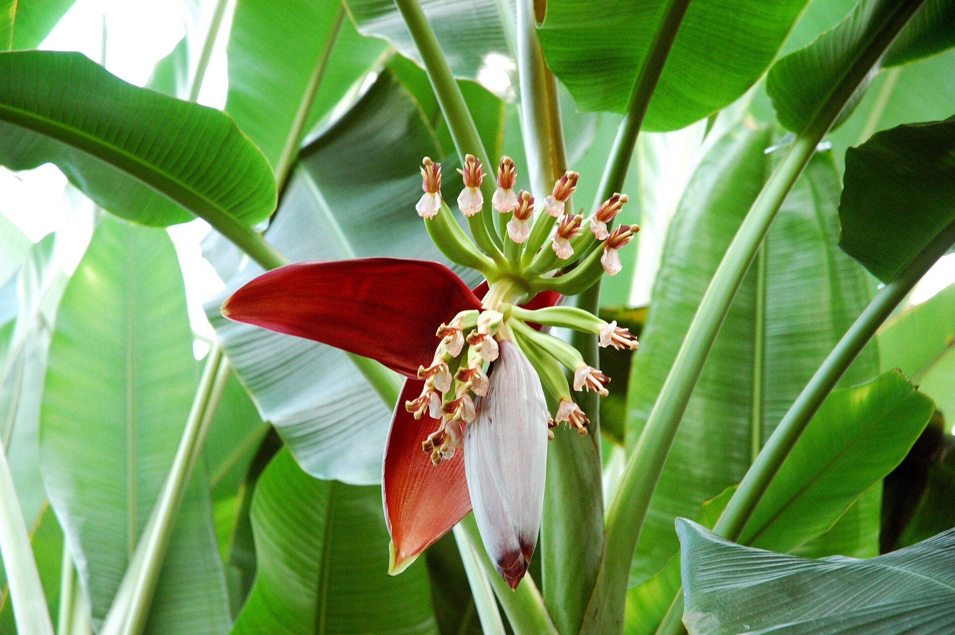 Fotografia druga prezentuje kwitnącego bananowca. Na środku fotografii widoczny kwiatostan osłonięty czerwonymi i białymi płatkami. W tle szerokie zielone liście bananowca.