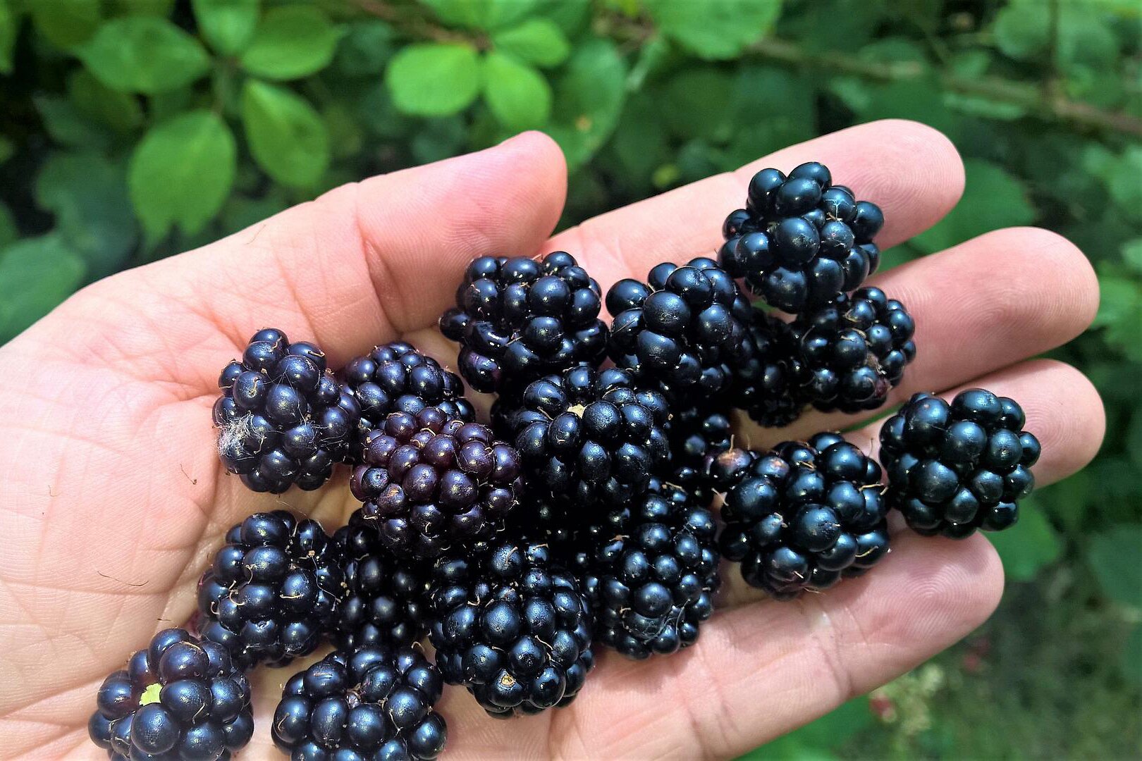 Na planszy widoczna jest jasna dłoń, na której znajdują się liczne, pojedyncze, czarne owoce składające się z cząstek, nibyowoce, które wewnątrz wypełnione są dnem kwiatowym.