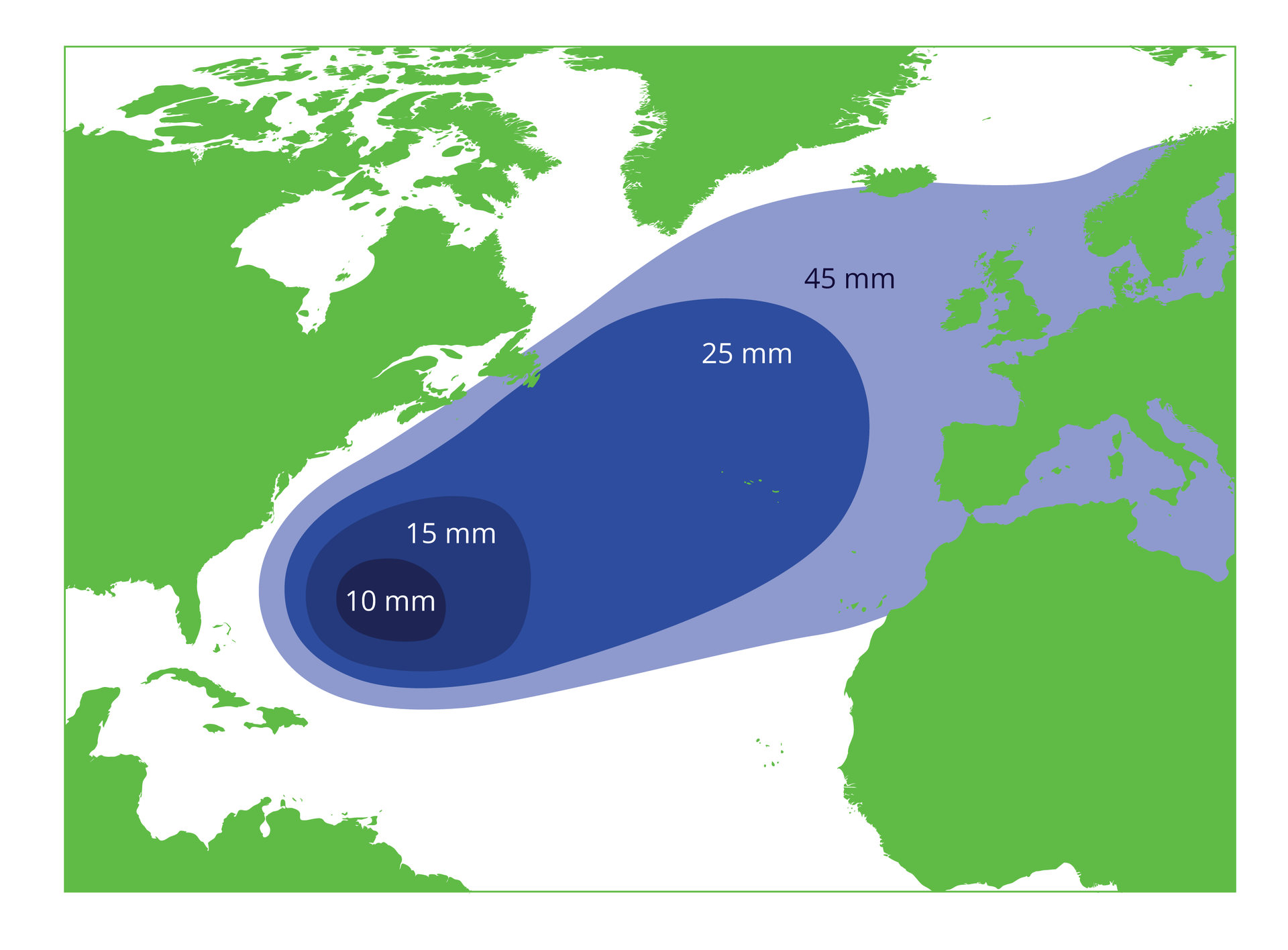 Ilustracja przedstawia fragment mapy północnej półkuli. Kontynenty w kolorze zielonym, morze białym. Na morzu koncentryczne owale w różnych odcieniach niebieskiego. W granatowym polu miejsce tarła węgorza europejskiego w Morzu Sargassowym. Liczby pokazują średnią wielkość narybku, dryfującego z prądem zatokowym z powrotem do rzek, z których przypłynęły osobniki dorosłe. Ostania szaroniebieska nieregularna plama narybku o wielkości 45 milimetrów sięga mórz: Północnego, Bałtyckiego i Śródziemnego.