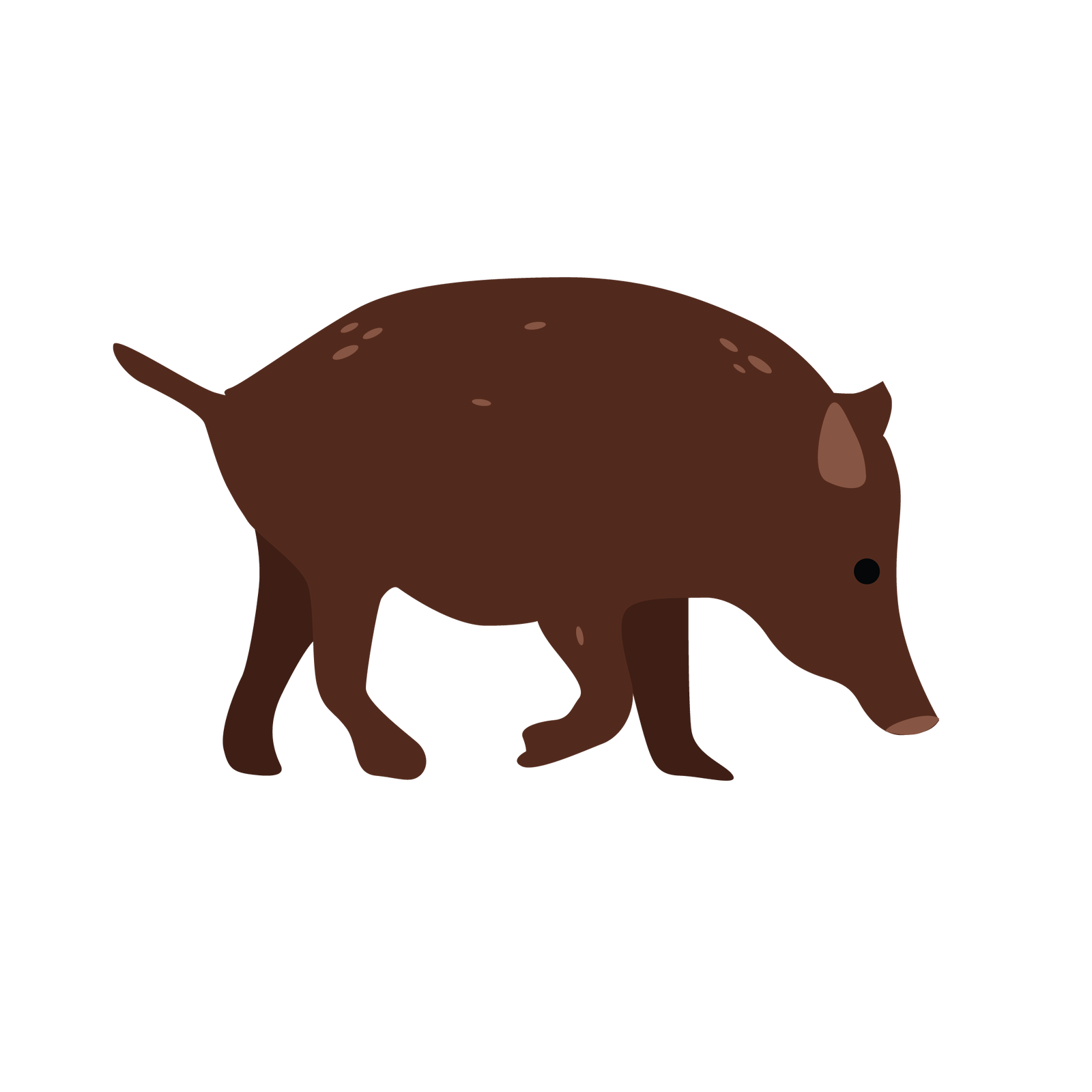 Ilustracja przedstawia dzika. Jest to zwierzę, które ma ciało pokryte ciemnobrązową sierścią, krótki ogon, krótkie sterczące uszy, głowę zakończoną ryjem i cztery krótkie nogi zakończone kopytami.