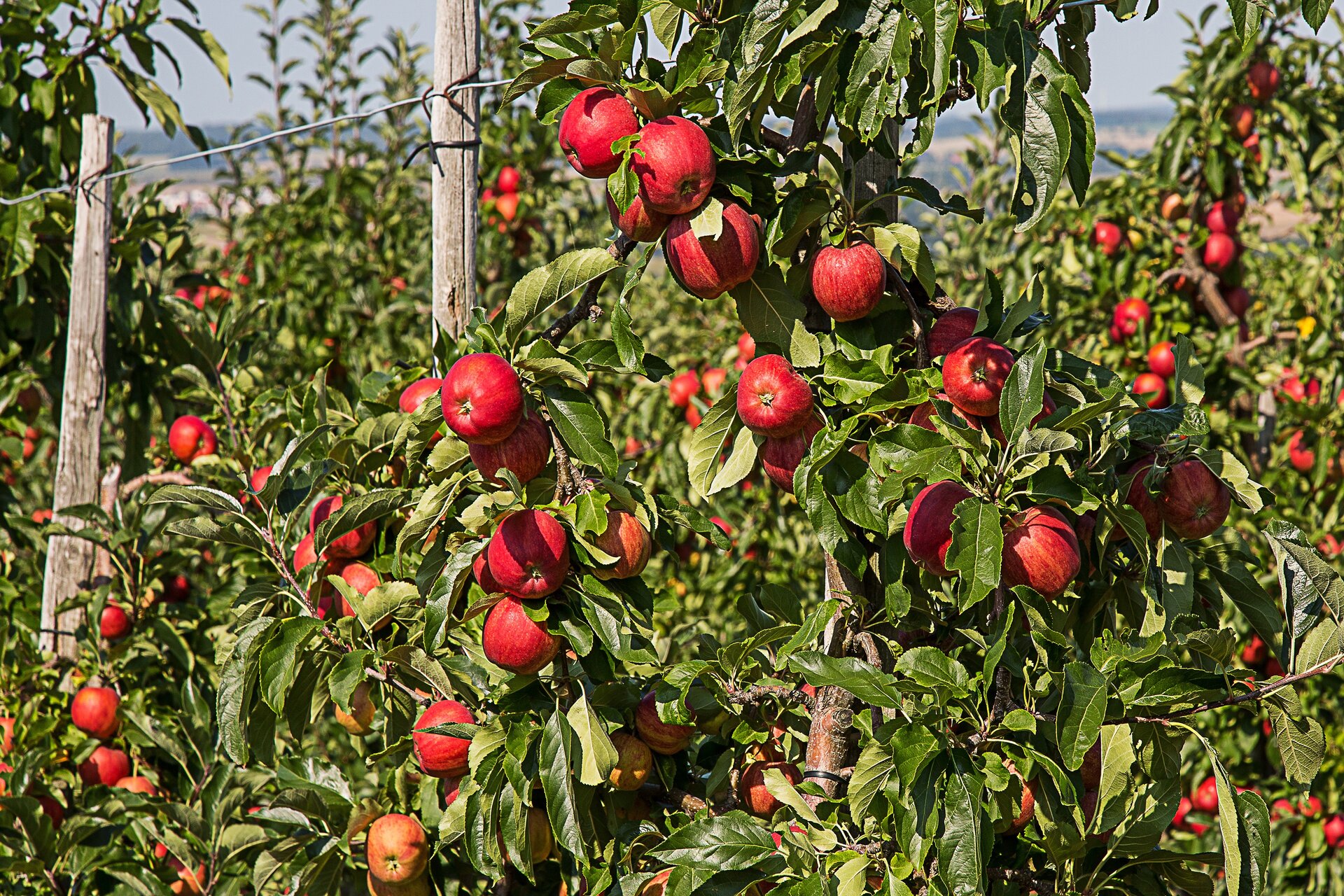 Zdjęcie przedstawia sad z drzewami jabłoni. Na drzewach widać liczne, dojrzewające jabłka.