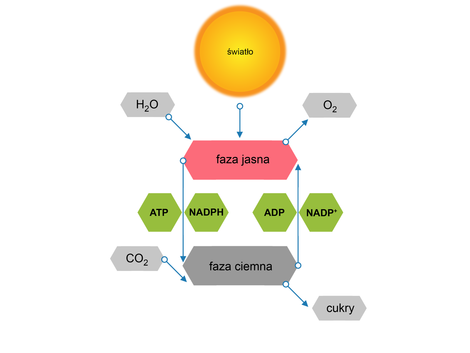 Grafika przedstawia dwuetapowy przebieg procesu fotosyntezy. W centralnej części grafiki znajduje się pojęcie faza jasna oraz faza ciemna. Od ikony reprezentującej światło oraz wodę poprowadzone są strzałki do fazy jasnej, natomiast od fazy jasnej poprowadzona jest strzałka do tlenu. Faza jasna i faza ciemna są połączone strzałkami reprezentującymi przechodzenie w siebie procesów. Pomiędzy strzałką od fazy jasnej do fazy ciemnej znajduje się ATP oraz NADPH, natomiast przy strzałce od fazy ciemnej do fazy jasnej znajduje się ADP oraz NADP plus. Do fazy ciemnej skierowana jest strzałka z dwutlenkiem węgla, natomiast od fazy ciemnej odchodzi strzałka do cukrów.