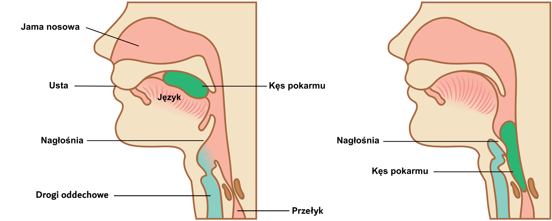 Ilustracja przedstawia gardło, które jest wspólnym odcinkiem przewodu pokarmowego i dróg oddechowych. Sąsiadują tutaj ze sobą przełyk, krtań i tchawica. Na rysunku po lewej stronie stronie kęs pokarmu znajduje się na języku. Nagłośnia, czyli element zamykający krtań, jest otwarta. Pokarm, który przesuwa się do gardła, naciska na nagłośnię od góry i zamyka ją. W ten sposób wejście do krtani zostaje zamknięte, a pokarm przesuwa się przełykiem do żołądka.