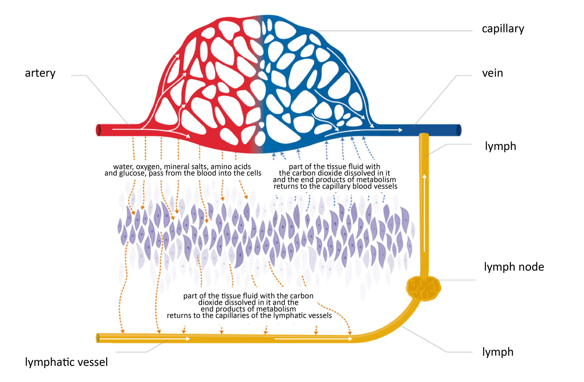 Ilustracja przedstawia schematycznie, jak powstaje limfa. Niebieskie są żyły, czerwone tętnice, żółte naczynia limfatyczne. Białe strzałki wskazują kierunek przepływu. U góry siatka naczyń krwionośnych włosowatych. Od tętnic czerwone przerywane strzałki oznaczają przepływ wody, tlenu, soli mineralnych, aminokwasów i glukozy do tkanek. Tkanka przedstawiona w formie zbioru wrzecionowatych, fioletowych komórek. Niebieskie przerywane strzałki w górę oznaczają powrót do żył płynu tkankowego z rozpuszczonym dwutlenkiem węgla i produktami metabolizmu. Od tkanki w dół pomarańczowe przerywane strzałki oznaczają odprowadzanie płynu tkankowego do naczynia limfatycznego. W naczyniu płynie limfa. Zgrubienie oznacza węzeł limfatyczny. Naczynie limfatyczne u góry łączy się z żyłą. Podpisano: artery, capillary, vein, lymph, lymph node, lymphatic vessel, water, oxygen, mineral salts, amino acids and glucose, pass from the blood into the cells, part of the tissue fluid with the carbon dioxide dissolved in it and the end products of metabolism returns to the capillary blood vessels;water, oxygen, mineral salts, amino acids and glucose, pass from the blood into the cells; part of the tissue fluid with the carbon dioxide dissolved in it and the end products of metabolism returns to the capillaries of the lymphatic vessels