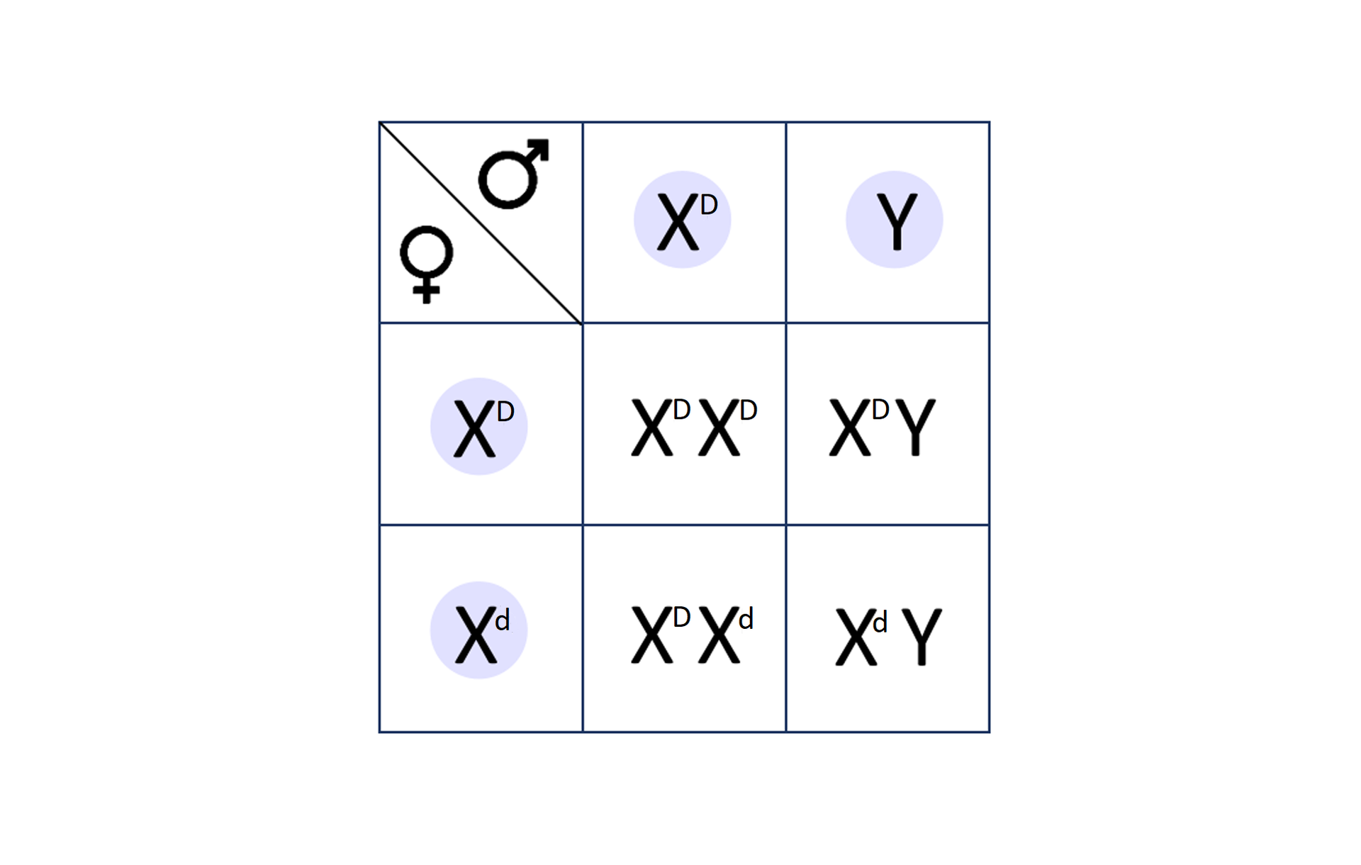 Ilustracja przedstawia krzyżówkę genetyczną w postaci szachownicy Punnetta. Są trzy kolumny i trzy poziome rzędy. W pierwszej kolumnie są oznaczenia płci. W drugiej kolumnie jest zapis duża litera X indeks górny duża litera D. W trzeciej kolumnie jest duża litera Y. W drugim rzędzie jest gameta zapisana dużą literą X indeks górny duża litera D. W trzecim rzędzie jest gameta zapisana dużą literą X indeks górny mała litera d. Wynik krzyżowania jest następujący: gameta męska z pierwszej kolumny duże X indeks górny duże D w połączeniu z gametą żeńską z pierwszego rzędu duże X indeks górny duże D daje duże X indeks górny duże D duże X indeks górny duże D. Z połączenia gamety męskiej o zapisie duże X z indeksem górnym duże D z gametą żeńską o zapisie duże X indeks górny małe d daje duże X indeks górny duże D, duże X indeks górny małe d. Z połączenia gamety męskiej Y z gametą żeńską duże X indeks górny duże D powstaje genotyp duże X indeks górny duże D duże Y. Z połączenia dużego Y z gametą żeńską o zapisie duże X indeks górny małe d powstaje genotyp duże X indeks górny małe d duże Y. 