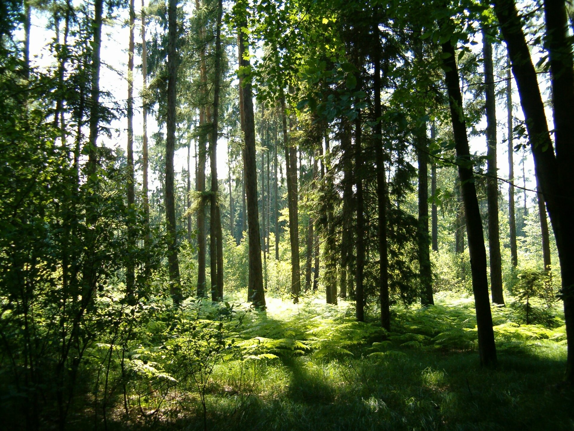 Fotografia przedstawia las latem. Do dna lądu dociera niewiele światła. Widać zazielenione drzewa ograniczające dopływ światła.