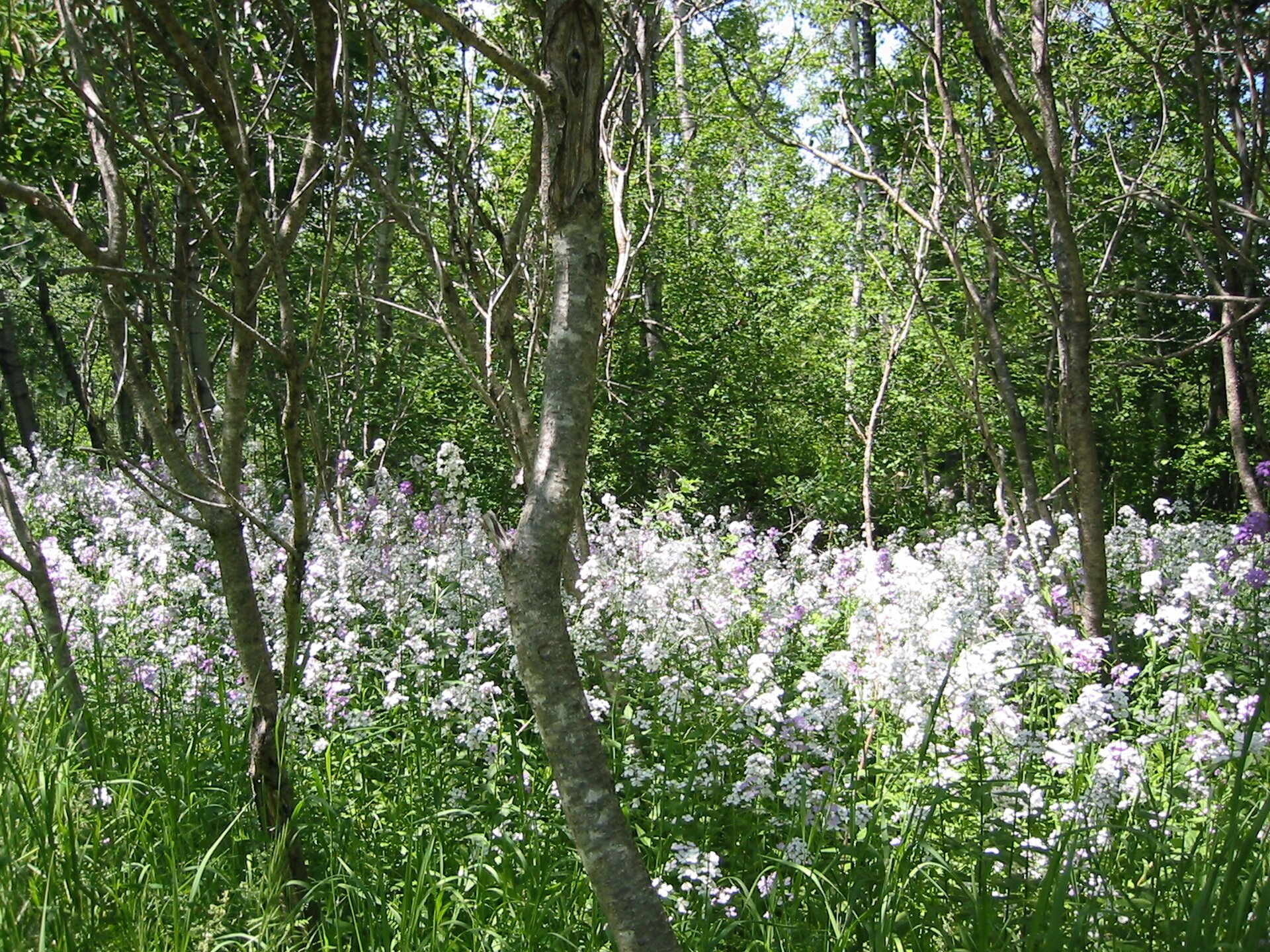 Fotografia przedstawia wnętrze lasu liściastego. Rosną w nim niewielkie drzewa o cienkich pniach i biało kwitnące, wysokie rośliny zielne.