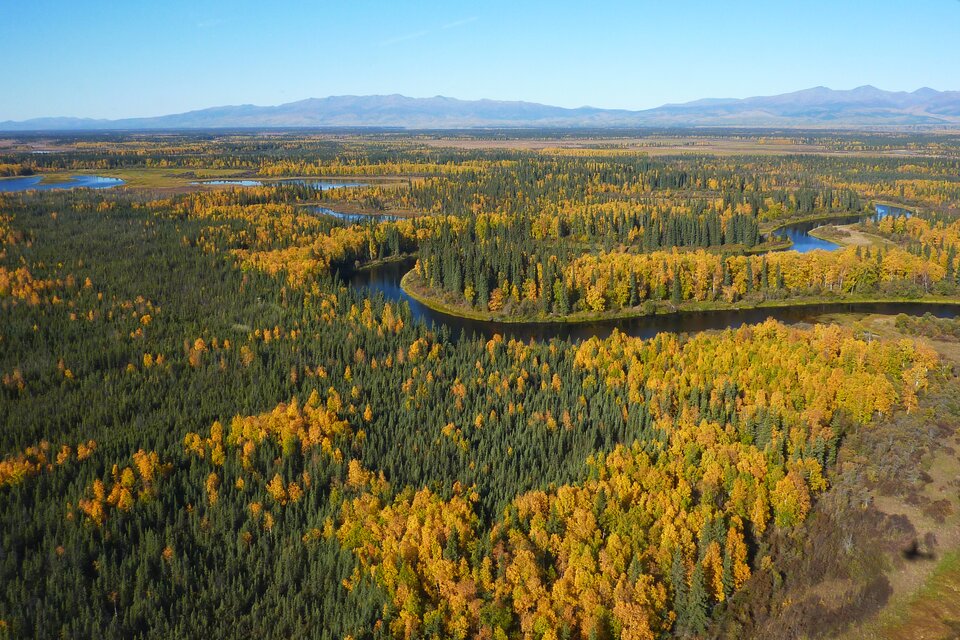 Zdjęcie wykonane z lotu nad rozległym lasem borealnym. Na pierwszym planie i w środkowej części kadru widać zwartą mozaikę drzew w barwach jesieni – od ciemnej zieleni po żółcie i rudości. W tle ciągnie się szeroka dolina rzeczna, a dalej niskie wzgórza. Fotografia pokazuje rozległość północnego krajobrazu leśnego i jego naturalny, słabo przekształcony charakter.