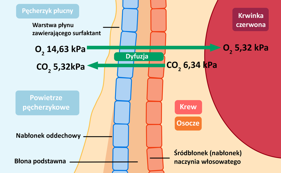Grafika przedstawia schemat wymiany gazów pomiędzy ścianą pęcherzyka płucnego a ścianą naczynia włosowatego. Ściana naczynia włosowatego składa się z nabłonka oddechowego, błony podstawnej oraz śródbłonka naczynia włosowatego. Nabłonek oddechowy jest warstwą zawierającą surfaktant. Za śródbłonkiem znajduje się krew oraz osocze, w którym zawieszona jest krwinka czerwona. Wewnątrz pęcherzyka płucnego znajduje się powietrze pęcherzykowe. Z niego następuje dyfuzja O indeks dolny 2 o ciśnieniu 14,63 kPa do wnętrza krwinki czerwonej. Tam osiąga on ciśnienie 5,32 kPa. Natomiast z krwi oraz osocza następuje dyfuzja C O indeks dolny 2 o ciśnieniu 6,34 kPa do wnętrza pęcherzyka płucnego, gdzie osiąga on ciśnienie równe 5,32 kPa.