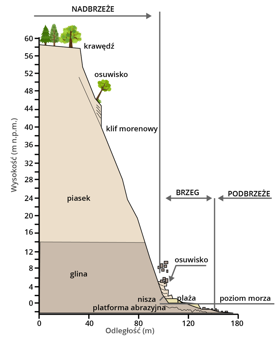 Na schemacie przedstawiono formy rzeźby wybrzeża. Nadbrzeże to część lądu o wysokości dochodzącej do 58 metrów nad poziomem morza, a szerokości do 100 metrów w kierunku brzegu. Do wysokości 14 metrów zbudowane jest z gliny, powyżej tej wysokości - z piasku. Wysokie nadbrzeże to klif morenowy. Wyróżniono w nim: w górnej części krawędź, następnie poniżej strome osuwisko. U podnóża klifu gromadzi się osunięty materiał. Na dole schematu zaznaczono platformę abrazyjną. Na brzeg składa się plaża. Brzeg występuje w odległości około od 100 do 140 metrów od pasa podbrzeża. Podbrzeże zaczyna się od około 150 metrów od początku nadbrzeża. Poziom morza wynosi 0 metrów nad poziomem morza.    