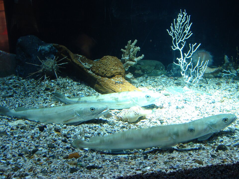 Na zdjęciu stalowo‑szara ryba o wydłużonym ciele. Wzdłuż grzbietu niewielka płetwa. Ryba posiada duży otwór gębowy i oczy. Widoczna linia boczna. W tle widoczne rośliny wodne i skorupiaki. 