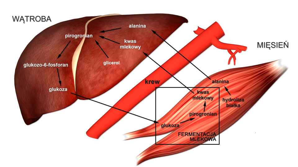 Na rysunku schemat przebiegu transportu substratów do procesu glukoneogenezy.  Przedstawiono schematyczny rysunek wątroby, naczyń krwionośnych i mięśni. W wątrobie syntetyzowana jest alanina i wraz z kwasem mlekowym przekształcana jest w pirogronian, a kolejno w glukozo‑6-fosforan i w glukozę. Schemat wskazuje dalej, że glukoza za pomocą krwi transportowana jest do mięśni, gdzie znów przekształca się w pirogronian i kolejno w kwas mlekowy. W mięśniach również następuje hydroliza białka, na skutek której powstaje alanina i cykl zamyka się.  