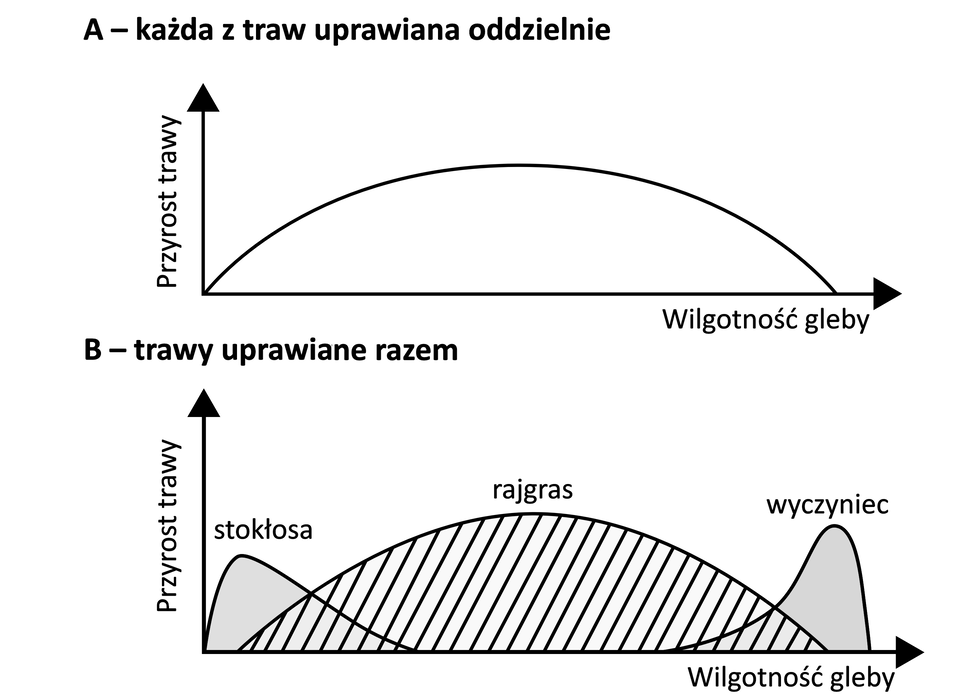 Wykresy przedstawiają informacje w jakich wilgotnościach rosły trawy z gatunku stokłosa, rajgras i wyczyniec. Oddzielnie posadzone trawy rosły najszybciej w glebie o umiarkowanej wilgotności. Natomiast gdy trawy te zostały posadzone razem: stokłosa wykazała najszybciej przyrost trawy, przy niskiej wilgotności gleby, rajgras przy umiarkowanej, a wyczyniec przy wysokiej wilgotności.