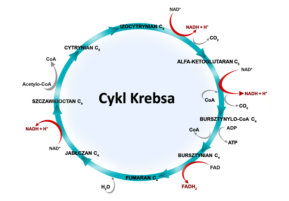 Schemat kołowy przedstawia przebieg Cyklu Krebsa. Oddychanie wewnątrzkomórkowe umożliwia pozyskanie energii, substancji odżywczych w tym z monomerów glukozy. Proces ten można podzielić na kilka etapów. Jednak w tym filmie zajmiemy się analizą cyklu Krebsa. W pierwszej reakcji cyklu Krebsa powstały w reakcji pomostowej acetylo‑CoA odłącza koenzym A i oddaje resztę acetylową na czterowęglowy szczawiooctan. W wyniku kondensacji powstaje sześciowęglowy cytrynian, który ulega izomeryzacji do izocytrynianu. Ta cząsteczka następnie ulegnie dekarboksylacji (odłączeniu dwutlenku węgla) oraz dehydrogeracji (odłączeniu atomów wodorów), co powoduje jej utlenienie. Uwolnione w ten sposób wodory i elektrony łączą się z NAD+ (dinukleotyd nikotynoamidoadeninowym) i powstaje NADH+H+. W konsekwencji powstaje pięciowęglowy alfa‑ketoglutaran, który również ulega dekarboksylacji i dehydrogenacji z wytworzeniem kolejnej cząsteczki NADH+H+. W tym samym czasie zostaje uwolniona kolejna porcja energii, która jest wykorzystana do syntezy GTP, z którego z kolei reszta fosforanowa zostaje przeniesiona na ADP i podczas fosforylacji substratowej powstaje bezpośredni zysk w postaci jednej cząsteczki ATP. Kolejna dehydrogenacja, tym razem bursztynianu prowadzi do powstania FADH2 (dinukleotydu flawinoadeninowego) oraz fumaranu, do którego przyłącza się następnie cząsteczka wody, dając w rezultacie jabłczan. Związek ten ulega dehydrogenacji, co umożliwia odtworzenie szczawiooctanu z wydzieleniem kolejnej cząsteczki NADH+H+. Szczawiooctan może wchodzić w kolejne obroty Cyklu Krebsa, natomiast wytworzone zredukowane formy przenośników protonów i elektronów będą brały udział w ostatnim etapie oddychania tlenowego w łańcuchu oddechowym, gdzie będą wykorzystane do wytworzenia kolejnych cząsteczek ATP.