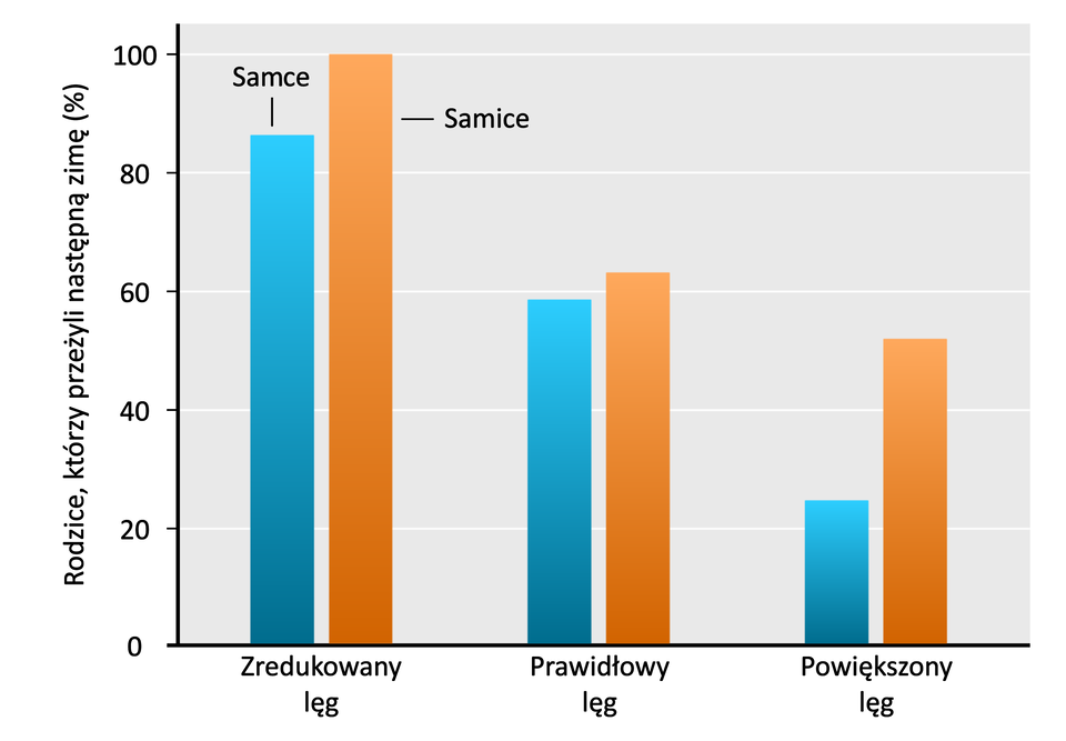 Wykres słupkowy. Na wykresie liczbę samic pustułki europejskiej zaznaczono kolorem niebieskim. Barwą pomarańczową zaznaczono samce. Zredukowany lęg: rodzice, którzy przeżyli następną zimę - wśród samic około 86%, u samców 100%. Prawidłowy lęg: samice 59%, samce 63%. Powiększony lęg: samice 25%, samce 52%.   