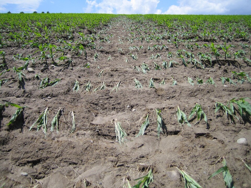 Zdjęcie przedstawia uprawy zniszczone na skutek spływu powierzchniowego przez pole uprawne.