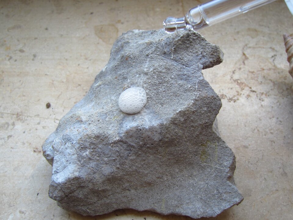 Zdjęcie przedstawia reakcję skały na kwas solny. Polana kwasem powierzchnia skały zaczyna się pienić. Skała ma szarą barwę.