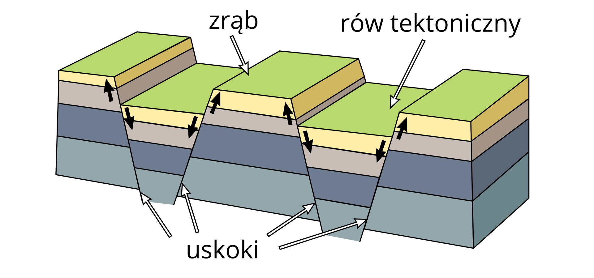 Na ilustracji schemat budowy gór zrębowych. Przedstawione są kolorowe warstwy skał ułożone w kolejności od dołu w kolorach: siwym, ciemnosiwym, wrzosowym i żółtym. Górna powierzchnia zielona. Warstwa siwa i ciemnosiwa są najgrubsze, warstwa wrzosowa i żółta są cienkie. W kilku miejscach pęknięcia (uskoki) i warstwy przesunięte w dół. Czarne strzałki wskazują kierunek przesuwania warstw, na zrębach ku górze, w uskokach ku dołowi. - Zerwana ciągłość warstw. Niżej rowy tektoniczne, wyżej zręby. Zręby, rowy tektoniczne i uskoki oznaczone białymi strzałkami i opisane. 