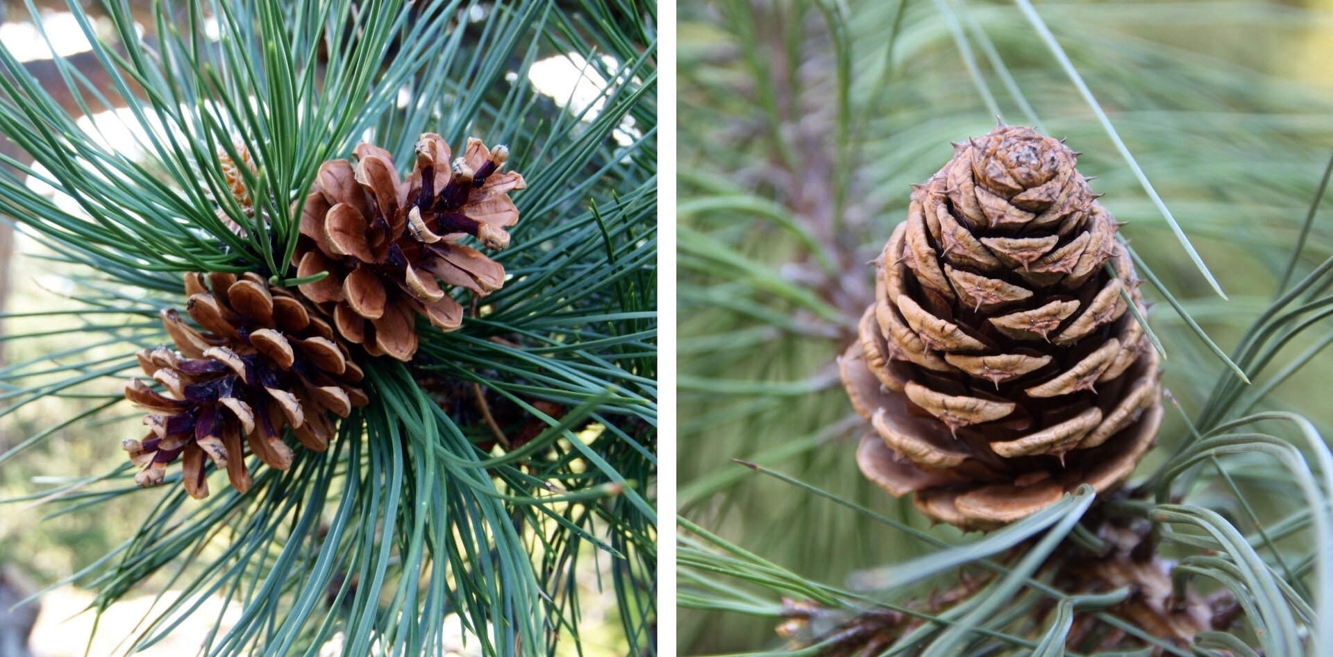 Galeria przedstawia dwie fotografie obok siebie. Z lewej brązową, rozchyloną szyszkę sosnową na gałązce iglastej.