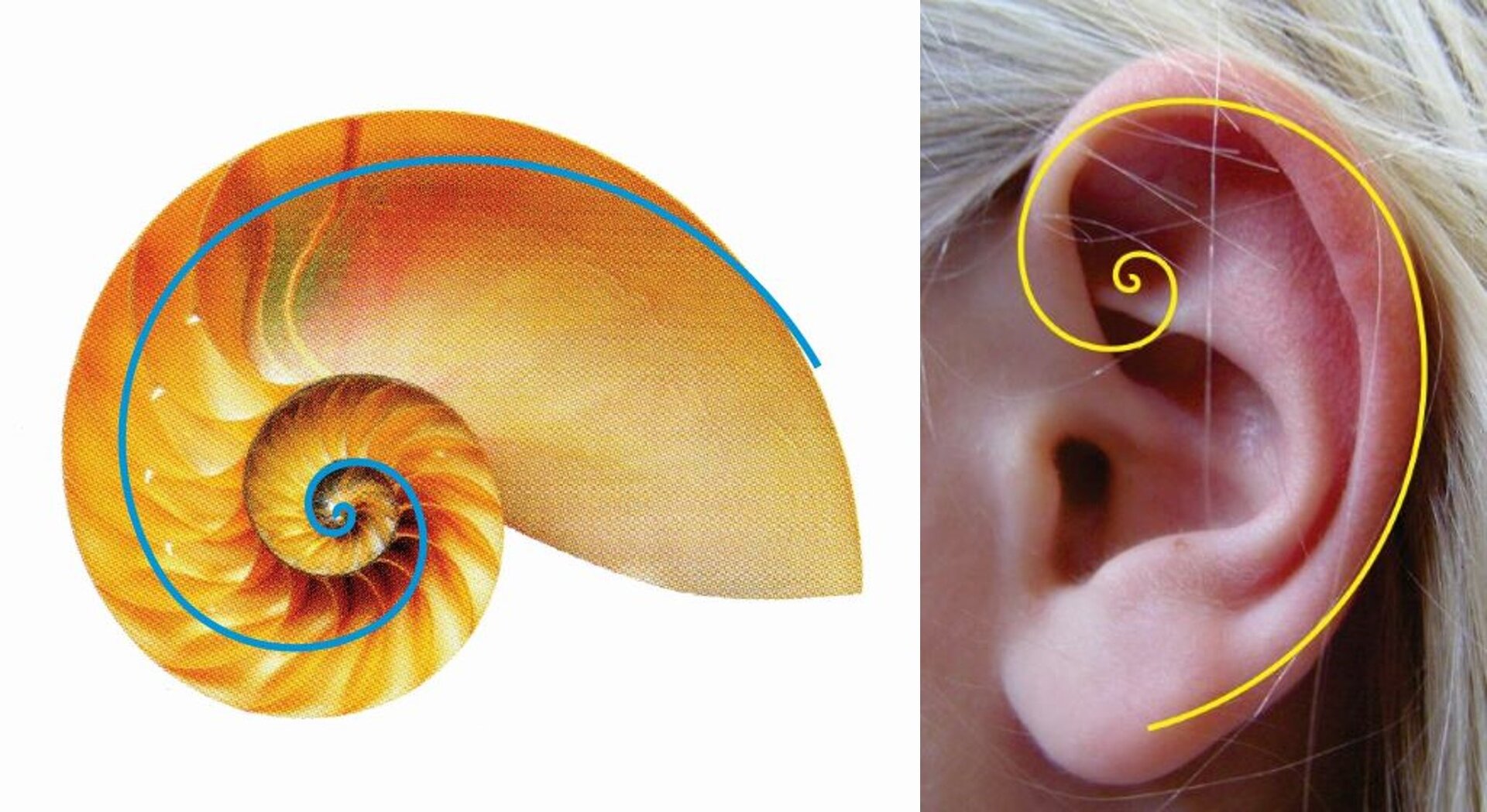 Z lewej: muszla łodzika, z prawej: małżowina uszna Ilustracja składa się z dwóch fotografii: z lewej znajduje się zdjęcie muszli łodzika. Na muszli została wykreślona niebieska linia określająca jej spiralny kształt. Z prawej strony znajduje się fotografia małżowiny usznej z zaznaczoną na niej złotą spiralą. Spirala narysowana jest kolorem żółtym.