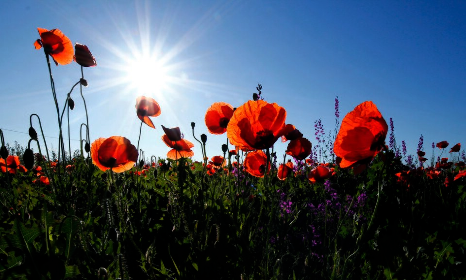 Obraz w formacie CMYK  przedstawiający maki na łące. Barwy są ciemniejsze i mniej nasycone.