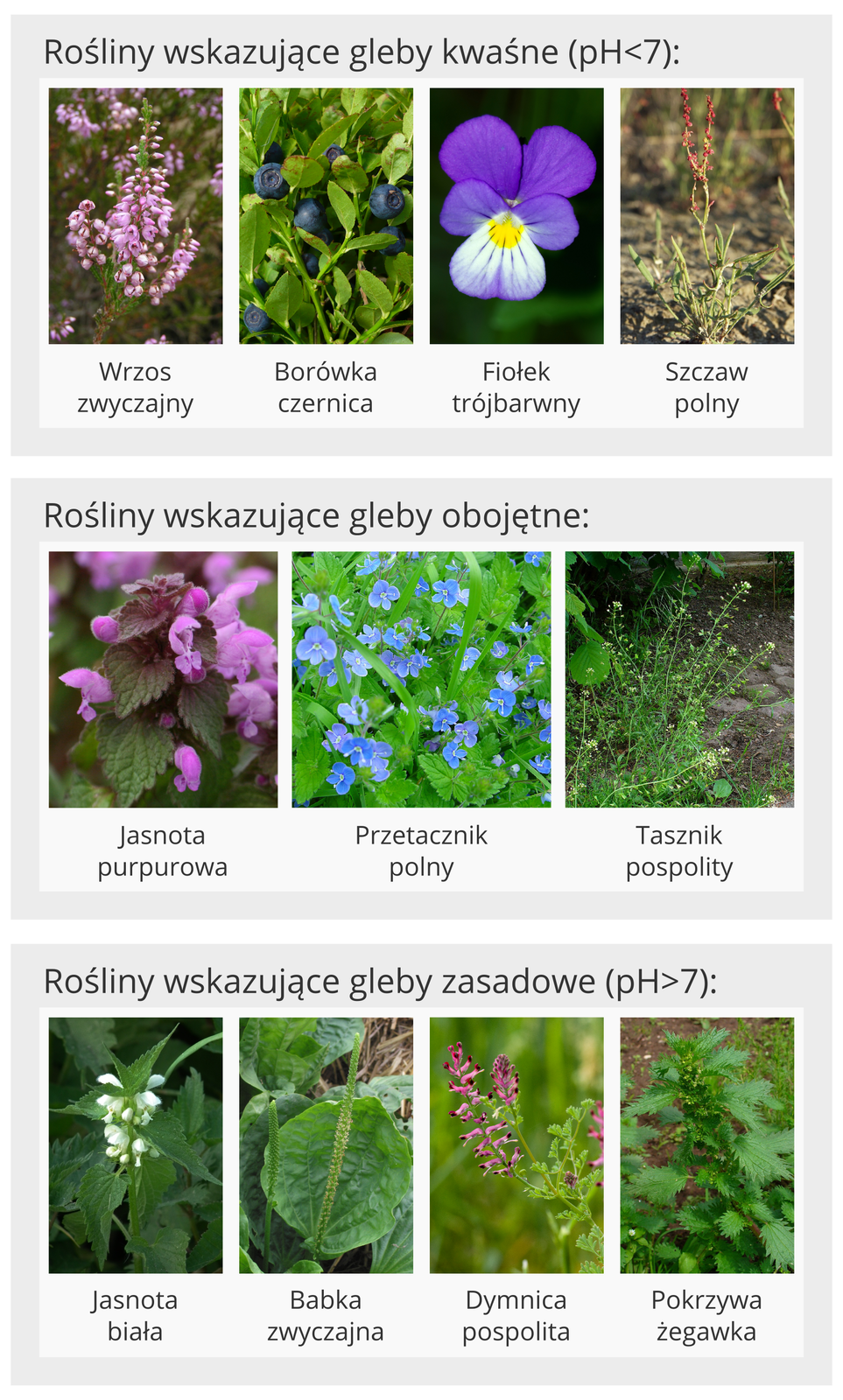 Przykłady roślin wskaźnikowych gleb o różnej kwasowości.Rośliny wskazujące gleby kwaśne o pH poniżej siedem. Wrzos zwyczajny (roślina o długiej łodydze, na końcu której umiejscowione są liczne, niewielkie, jasnoróżowe kielichy). Borówka czernica (roślina z podłużnymi, zielonymi liśćmi, spomiędzy nich wystają okrągłe, ciemnogranatowe owoce). Fiołek trójbarwny (kwiat tej rośliny złożona jest z pięciu pomniejszych płatków. Cztery z nich ma kolor fioletowy natomiast jeden poniżej ich jest biały większy płatek z żółtą kropką w górnej, przewężającej się części, dolna, szersza krawędź jest fioletowa). Szczaw polny (roślina ukazana jako wyrastające z ziemi powyginane, cienkie łodygi i liście. W górnej części łodygi znajdują się drobne czerwone płatki przypominające kuleczki). Rośliny wskazujące gleby obojętne. Jasnota purpurowa (roślina o liściach z widocznymi żyłkami, oraz nieregularnym brzegu. Kwiaty tej rośliny zbudowane są z kilku różnej wielkości płatków, o kolorze jasnofioletowym). Przetacznik polny (roślina ta posiada jasno zielone liście o nierównym brzegu. Ponad liście wyrastają na cienkich łodygach niebieskie kwiatki złożone z czterech zaokrąglonych płatkach). Tasznik pospolity (roślina o długich, cienkich łodygach z wyrastającymi z nich drobnymi łodyżkami na końcu których jest mały listek. Na samym końcu łodygi jest biały kwiatek.). Rośliny wskazujące gleby zasadowe o pH większym od siedmiu. Jasnota biała (Roślina o ciemnozielonych, ostro zakończonych liściach o nieregularnych brzegach, pomiędzy liśćmi wystają białe w kształcie kielichów kwiatki). Babka zwyczajna (roślina posiada duży zaokrąglony liść i wyrastająca z jego podstawy gruba łodyga. Dymnica pospolita (roślina o niewielkich liściach oraz drobnych, podłużnych, wystających z niej kwiatach. Kwiaty są różowe z ciemnoróżowymi końcówkami). Pokrzywa żegawka (Roślina posiada wiele zielonych liści o ostrych, nieregularnych brzegach).