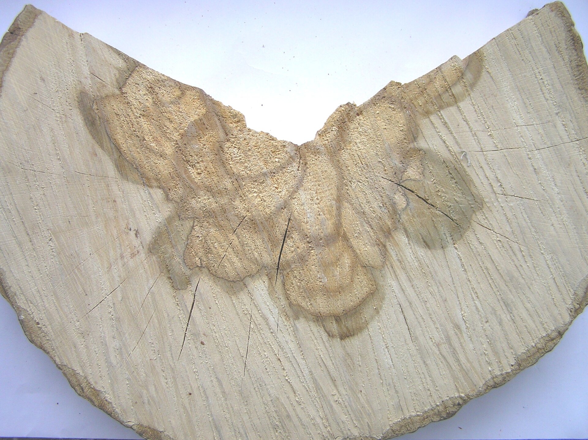 Zdjęcie przedstawia bal grabu pospolitego w ujęciu z przodu w przekroju. Widoczne koło z wyciętym u góry fragmentem, z ciemnoszarą obwódką, w środku jasnobeżowe, zaś w centralnej części z szarobrązowymi i źółtawymi słojami.