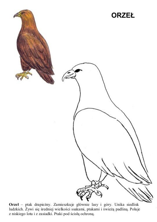 Rysunek przedstawia dwa orły. W lewym górnym rogu znajduje się brązowy orzeł z żółtym dziobem i szponami. W prawym dolnym rogu znajduje się powiększony szkic ołówkiem tego samego orła. Pod spodem napis: Orzeł - ptak drapieżny. Zamieszkuje głównie lasy i góry. Unika siedlisk ludzkich. Żywi się średniej wielkości ssakami, ptakami i świeżą padliną. Poluje z niskiego lotu i z zasiadki. Ptaki pod ścisłą ochroną.