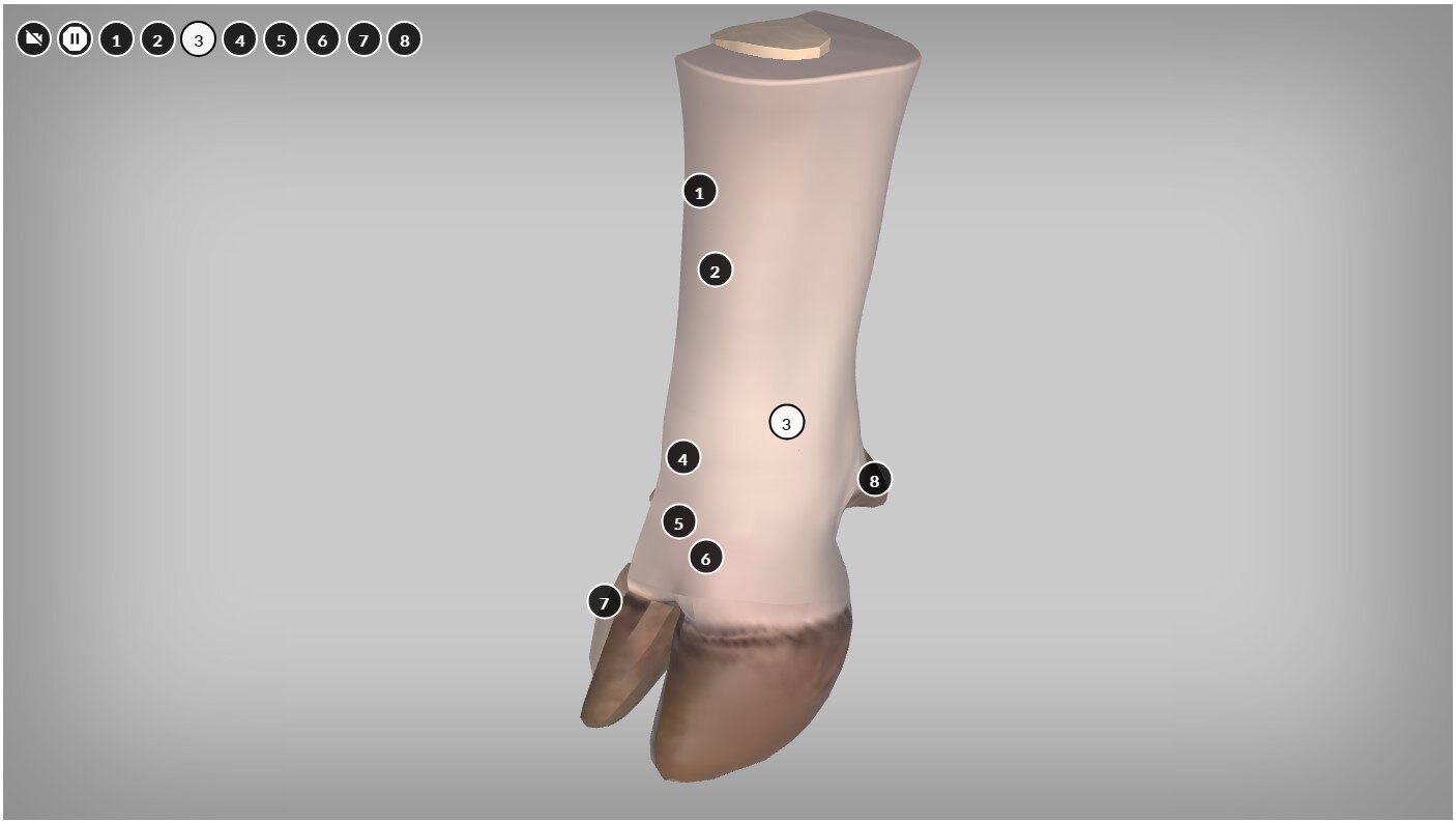 Przykładowy widok wizualizacji modelu w grafice 3D. Na szarym tle widoczny jest pokazany z boku fragment nogi krowiej z racicą. Na modelu 3D oraz w lewym górnym rogu widoczne są czarne kółka z białymi obwódkami i białymi cyframi – od numeru jeden do osiem. Oprócz tego na górnym pasku znajdują się też ikonki wyłączania i włączania modelu.