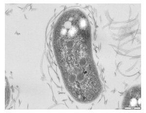 Zdjęcie mikroskopowe przedstawia pojedynczą bakterię z rodzaju Nitrobacter. Ma kształt pałeczki. 