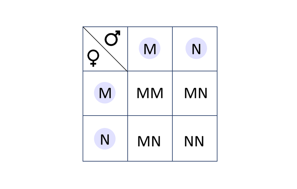 Ilustracja przedstawia krzyżowanie w postaci szachownicy. Na ilustracji są dwie kolumny i dwa poziome rzędy. W kolumnie pierwszej i pierwszym rzędzie są duże litery M, po ich połączeniu powstaje genotyp duże M duże M. Następnie w drugiej kolumnie jest gameta męska duże N, po połączeniu z gametą żeńską zapisaną dużą literą M daje duże M duże N. Po połączeniu gamety męskiej zapisanej dużą literą M z gametą żeńską zapisaną dużą literą N powstaje genotyp duże M duże N. Z połączenia gamety męskiej zapisanej dużą literą N z gametą żeńską zapisaną dużą literą N powstaje zapis duże N duże N.  