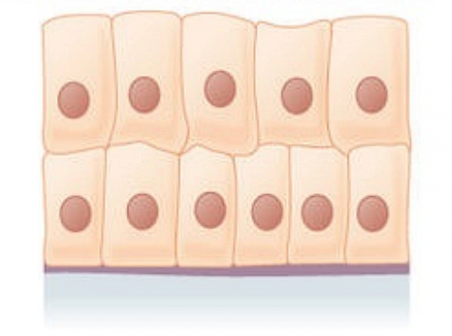 Grafika przedstawia nabłonek wielowarstwowy walcowaty.   Składa się on z podwójnej warstwy komórek o cylindrycznym kształcie. 
