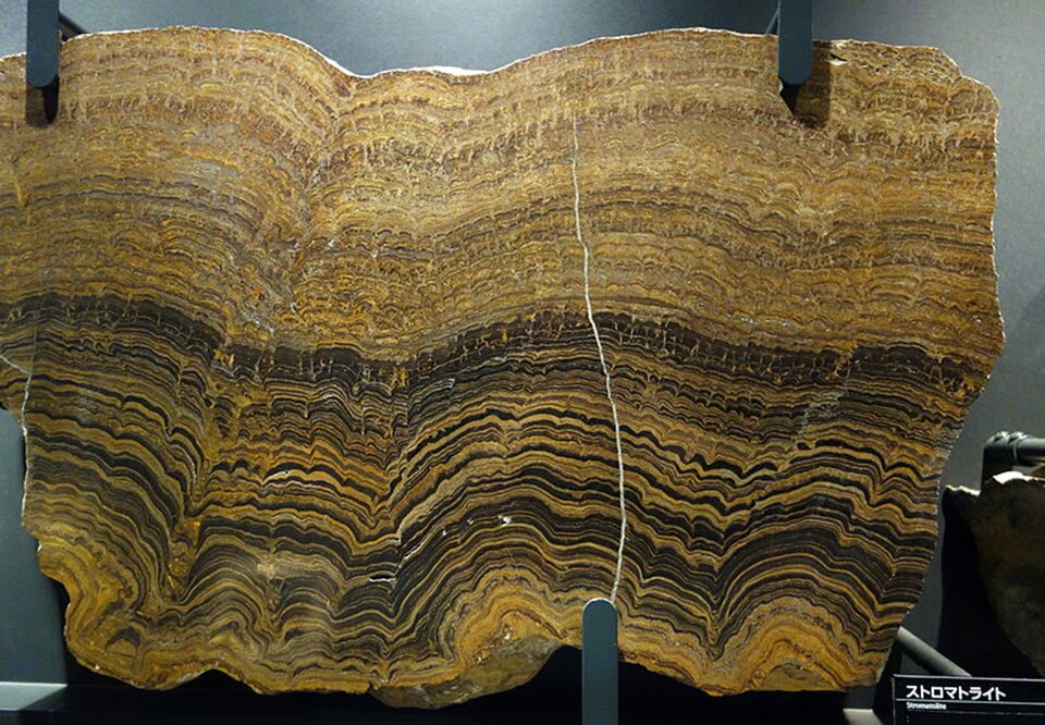 Zdjęcie przedstawia przekrój poprzeczny skały stromatolitowej. Składa się ona z wielu nakładających się na siebie warstw o różnych żółto‑brązowych barwach.