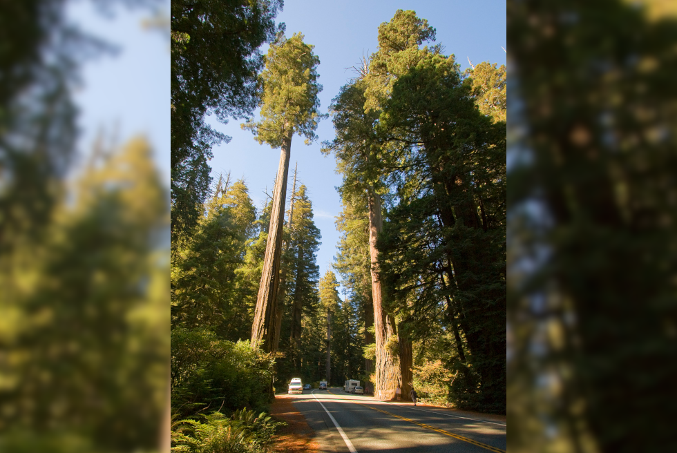 Fotografia przedstawia szosę, na poboczu której rosną wysokie drzewa, sekwoje wiecznie zielone. Są grube i bardzo wysokie w porównaniu z samochodem na szosie. Obok i między nimi rosną krzewy i paprocie. Sekwoje rosną tylko na wschodnim wybrzeżu Stanów Zjednoczonych.