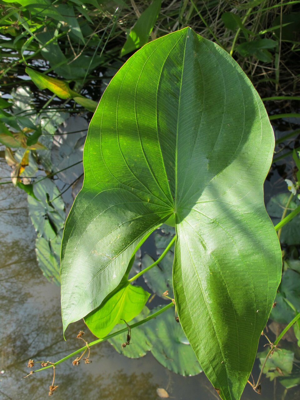 Grafika przedstawia nadwodne liście strzałki wodnej. Mają one lekko jajowaty, sercowaty kształt.